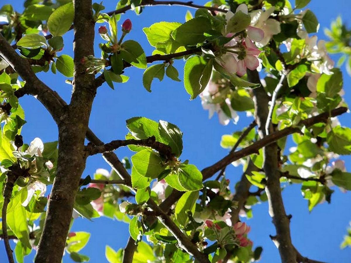 Chambres Et Jardin De Pierres Espédaillac 外观 照片