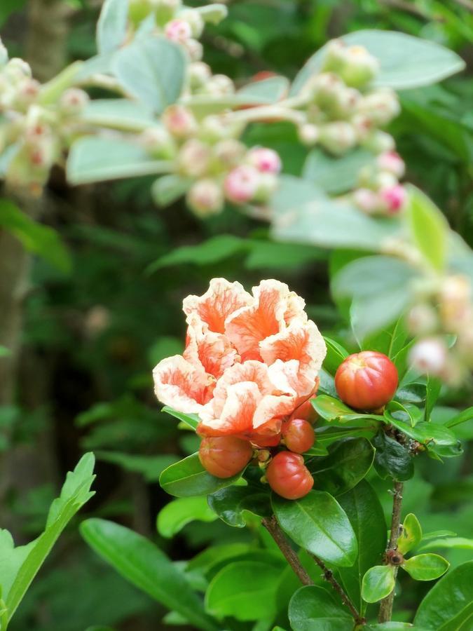 Chambres Et Jardin De Pierres Espédaillac 外观 照片